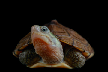 yellow pond turtle (Mauremys mutica) - 589539489