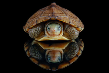 yellow pond turtle (Mauremys mutica) - 589539607