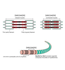 Detail of a muscle sarcomere showing thin and thick filaments and mechanism of mechanical contraction