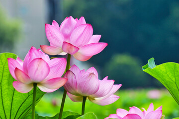 Obraz premium 上野 不忍池の美しい蓮の花 Beautiful lotus flowers at Ueno Shinobazu Pond in Japan 