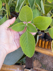 Textured leaves of Coleus barbatus also called boldo brasileiro,  boldo gaucho, boldo-da-terra and boldo-de-jardim. Used to make tea and medicinal products.