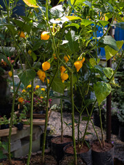 Seedlings of Yellow Pepper Brazilian Biquinho, a sweet aromatic pepper with little heat.