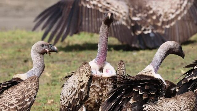 Wild large african vultures fight for a rotten carcass in the savannah in the Serengeti National Park, Tanzania, Africa
