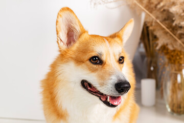 Close-up portrait of a perfect young Welsh Corgi dog.
