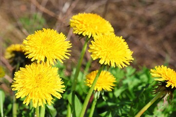 Yellow dandelions in close-up. Taraxacum officinale . Selective focus.