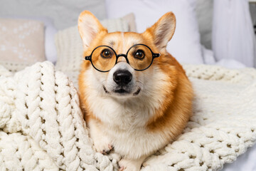Charming Welsh Corgi in round glasses lies on a bed, on a comfy blanket looking at the camera.