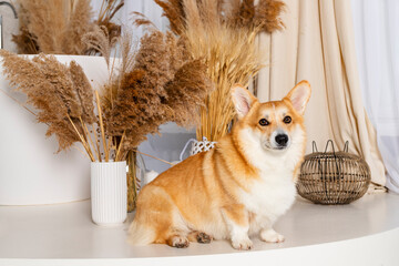 Adorable Welsh Corgi Poses in a modern minimalist bathroom, sitting on a white ledge with dried plants.