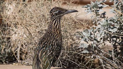 Roadrunner out in the sunshine