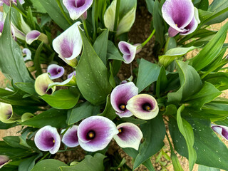 Beautiful dark purple flowers (Zantedeschia) under the sun