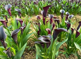 Beautiful dark purple flowers (Zantedeschia) under the sun