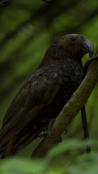 Kaka bird posing on a tree branch. Native bird of New Zealand