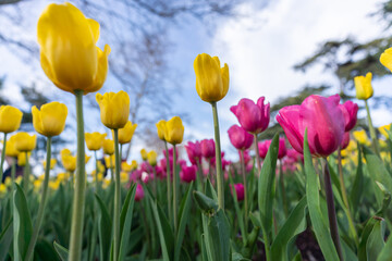 Fototapeta premium Tulips in a flower bed, yellow and pink flowers against the sky and trees, spring flowers.