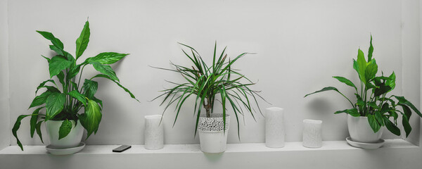 Houseplants with green lush foliage is potted at house room indoor. Plants care and tending concept.
