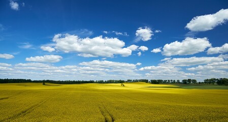 Pięknie kwitnące rzepaki w Północnej Polsce, Mazury garbate © eagle130870