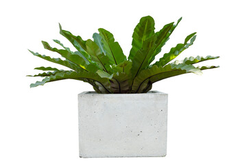 Bird’s nest fern in pot isolated on white background included clipping path.