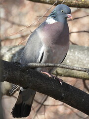 pigeon on a branch