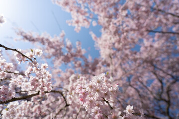 青空に咲く満開の枝垂れ桜