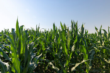 Green corn illuminated by sunlight