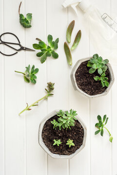 Succulent propagation and planting