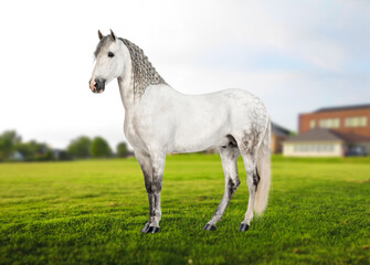 Obraz na płótnie Canvas Horse In Grass Images, Stock Photos