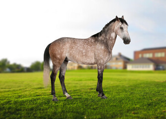 Obraz na płótnie Canvas Horse In Grass Images, Stock Photos