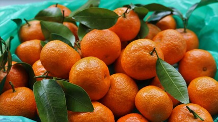 ripe tangerines in an orange peel with leaves on twigs in a plastic green bag close-up, citrus...