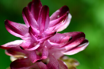 Close-up of Turmeric Flower in farm field