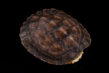 Vietnamese pond turtle - 589545851