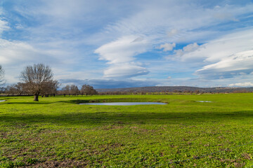 Cork oak trees in Extremadura