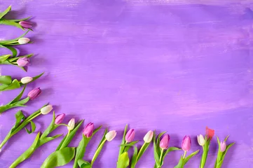 Fotobehang springtime concept or template with tulip flowers on purple background with large free copy space © Kirsten Hinte