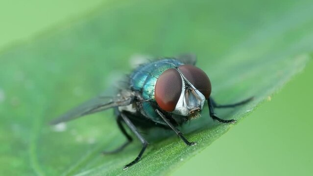 Blue Bottle Fly on the Leaves