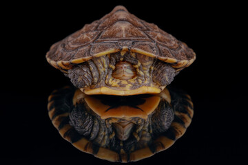 Vietnamese pond turtle - 589546488