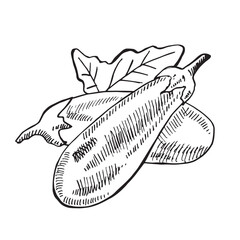 Hand Drawn sketch Eggplant, half a eggplant and a slice. Black and white. Vector illustration, isolated on a white background.