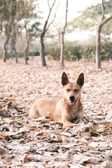 happy dog forrest park leafs autumn