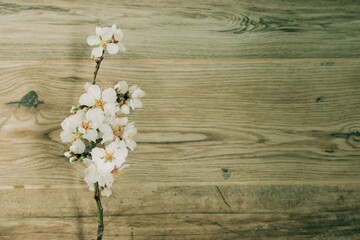 Blooming almond tree branch with selective focus against wooden background