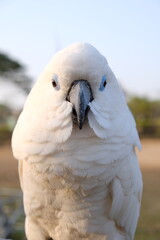 Blue-eyed cockatoo bird wildlife