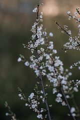 Prunus spinosa or blackthorn, sloe tree blooming in the springtime. .