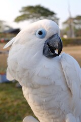 Blue-eyed cockatoo bird wildlife