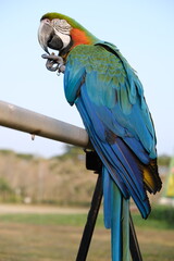 Parrot Macaw Colorful wildlife bird