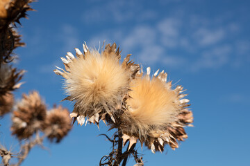 yellow thistle plants against a blue sky