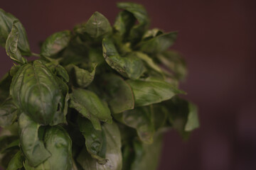Obraz premium basil