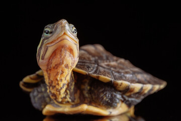 Vietnamese pond turtle - 589549490