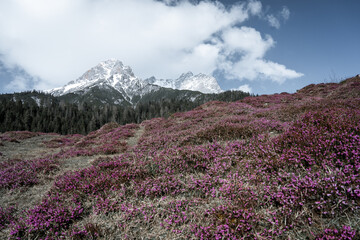 Naklejka na ściany i meble Amazing spring scenery in the mountains with colorful and pink flowers before sunset.