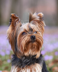 dog in crocus flowers. Pet in nature outdoors. Yorkshire Terrier close-up portrait in spring 