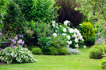 Natural private cottage summer garden in Europe. Hostas, white hydrangeas, and various shrubs...