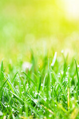 Close up of green lawn on a sunny day. Selective focus.