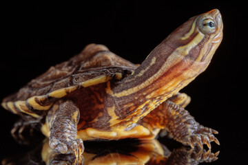 Fototapeta na wymiar Vietnamese pond turtle