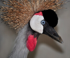 East African crowned cranes (Balearica regulorum gibbericeps) portrait