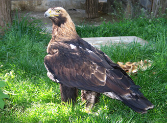 Eastern imperial eagle (Aquila heliaca) portrait