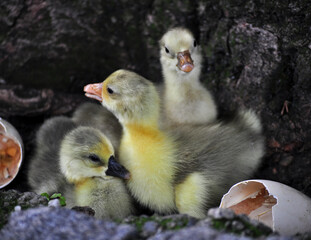 Baby geese and the eggshells they hatched from